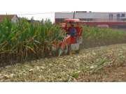 帝呈白龙牌4YZP-2A型自走式玉米收获机作业视频