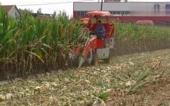 帝呈白龙牌4YZP-2A型自走式玉米收获机作业视频