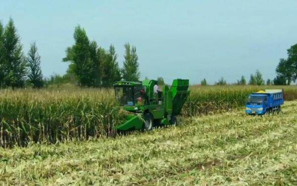 迪马瑞龙小十行玉米收获机作业视频