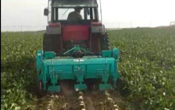 北大荒众荣三行甜菜打秧机作业视频