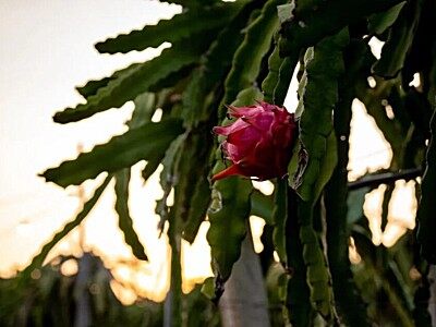 降本43%，P100 Pro为火龙果丰收添新招