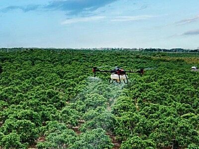 给芒果园请“管家”，还能省钱！