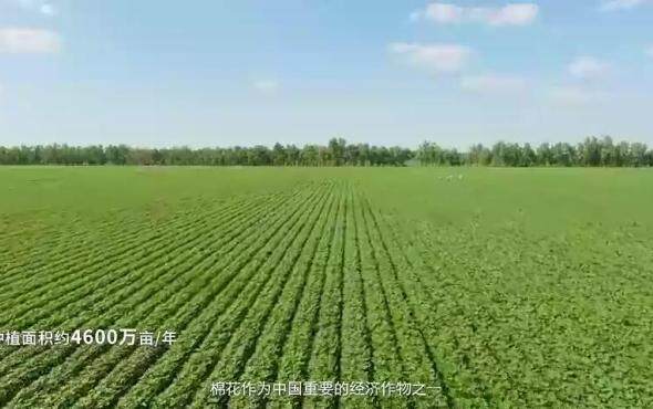 纬尔科技棉花打顶机宣传片