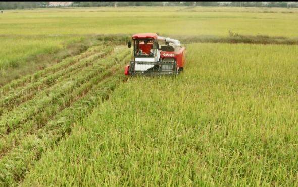 久保田EX118Q全喂入履带式收割机产品介绍视频