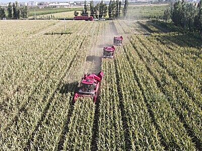 新疆制种玉米收获必备利器——勇猛玉米收获机