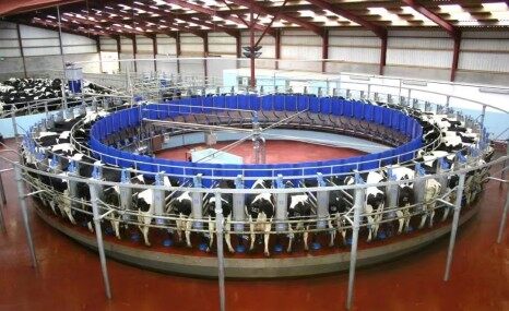 力欧J-LEO-1×16转盘式挤奶机