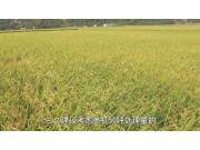 上海三久大型循环式干燥机