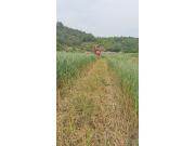 顶呱呱9QZ-2100QL型轻履带收割机作业视频