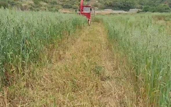 顶呱呱9QZ-2100QL型轻履带收割机作业视频