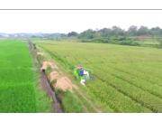 农友4LZ-5.0Z全喂入谷物联合收割机作业视频