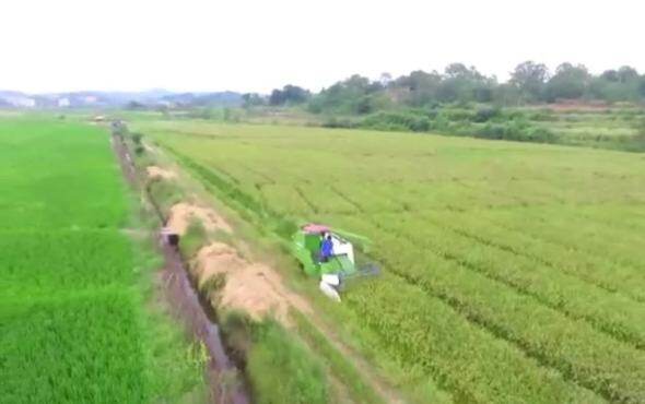 农友4LZ-5.0Z全喂入谷物联合收割机作业视频