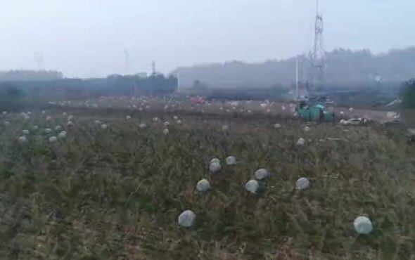 五征高北M2000（4QZ-M30）自走式青饲料收获打捆机（轮式）作业视频