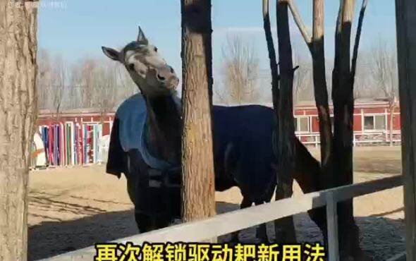 新疆双剑1BQ-2.0驱动耙作业视频