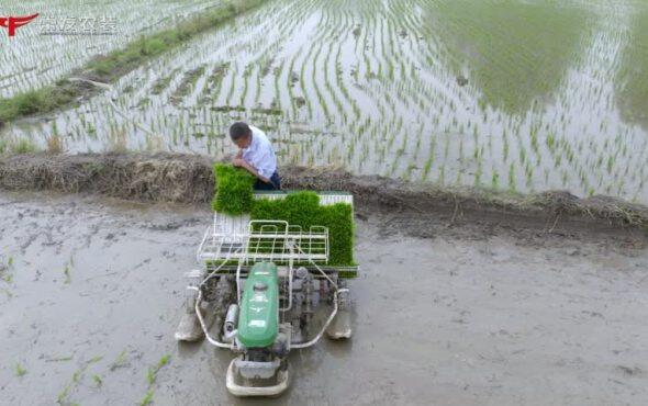 常发农装2ZS-4HT手扶插秧机作业视频