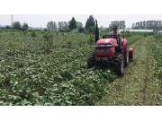 青岛洪珠新款双轴红薯杀秧机