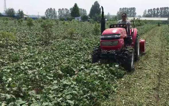 青岛洪珠新款双轴红薯杀秧机