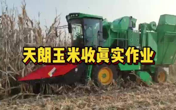 天朗玉米收割机作业视频