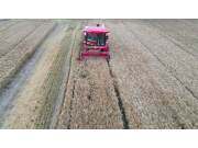 中联收获2023款新疆9谷物联合收获机作业视频2