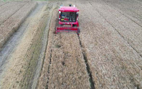 中联收获2023款新疆9谷物联合收获机作业视频2