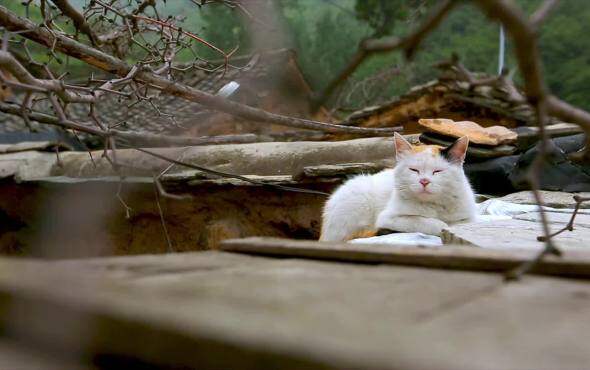 三夏·特殊的礼物