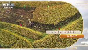 《我爱发明》巴掌田里显身手