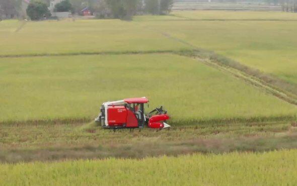 久保田EX118Q全喂入履带式收割机作业视频