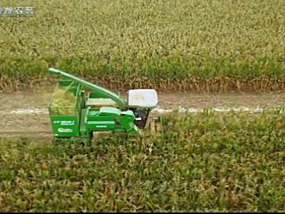 常发CF904J穗茎兼收玉米收获机作业视频