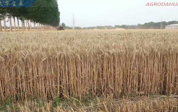 大华宝来玉米清茬免耕施肥播种机(兖州作业)视频1