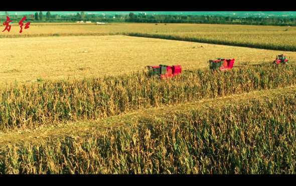 东方红4YZJ-4B(G4)穗茎兼收玉米收割机作业视频