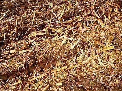 金大丰4YZPSJ-3A自走式穗茎兼收玉米收获机作业视频