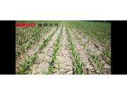 德邦大为免耕播种机中国科学院梨树研发基地连续16年秸秆还田地块