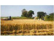 农夫4LBZ-120YA半喂入联合收割机作业视频