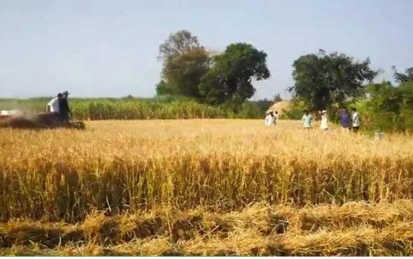 农夫4LBZ-120YA半喂入联合收割机作业视频