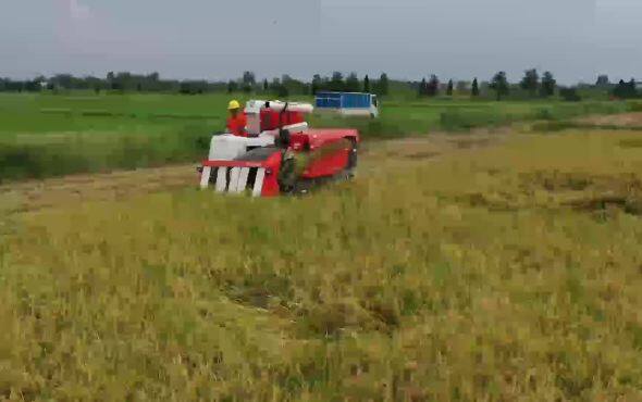 久保田PRO888GM半喂入履带式收割机作业视频