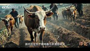 央视制作《印记》-2