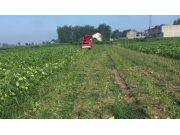 河北吉龙4DZ-1500毛豆收获机蒙城作业中