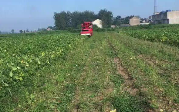 河北吉龙4DZ-1500毛豆收获机蒙城作业中