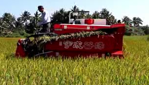 宇成”谷缘”半喂入联合收割机作业视频