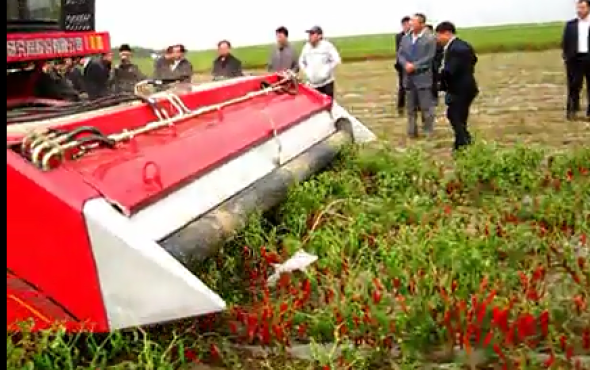 新疆牧神4JZ-3600自走式辣椒收获机作业视频