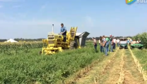 万国Chisholm-Ryder青豆收获机视频