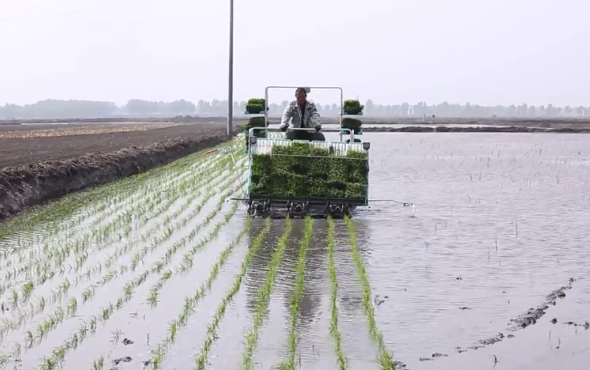 久富牌增产型乘坐式高速6行(G6)插秧机作业进行时(一)