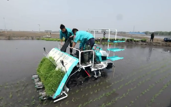 久富牌增产型乘坐式高速6行(G6)插秧机作业进行时(二)