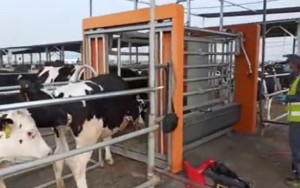 省人省时省力的智能称重分群系统