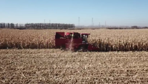 天津勇猛机械4YZ-5A型玉米收获机黑龙江作业视频