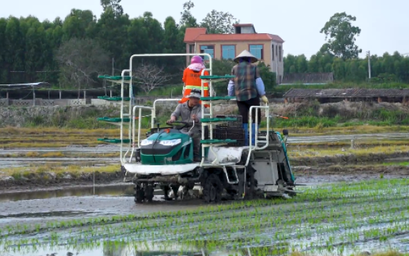 雷沃6行8行乘坐式高速插秧机作业视频